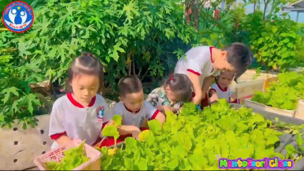 ? THU HOẠCH VƯỜN RAU CÙNG  BÉ?